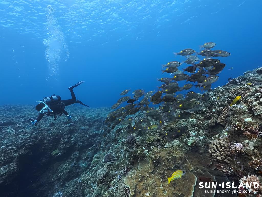クロスホールの棚の上でノコギリダイを撮影するダイバー