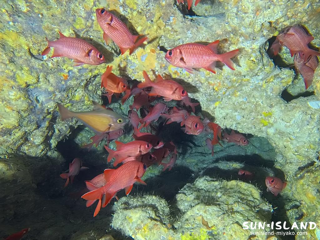 宮古島の洞窟内で水中ライトに照らされるアカマツカサの群れ