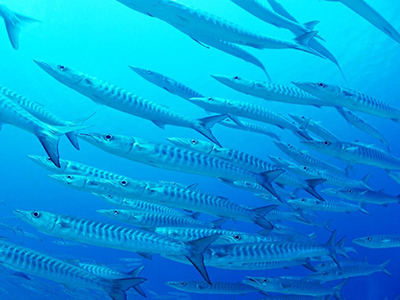 サージョンリーフ