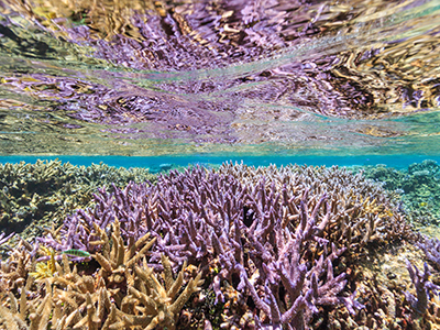 宮古島のダイビングショップ｜サンアイランド