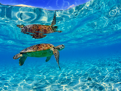 宮古島のダイビングショップ｜サンアイランド