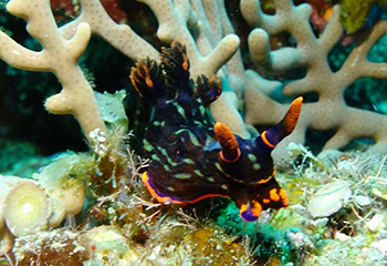 まるで海の宝石のようなウミウシ