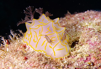 まるで海の宝石のようなウミウシ