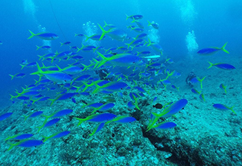 ウメイロモドキの群れ