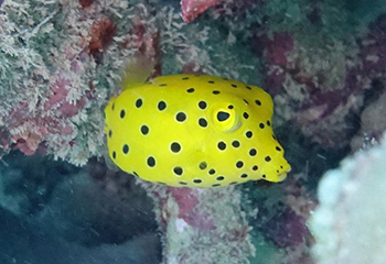 宮古島の青の洞窟【ツインホール】