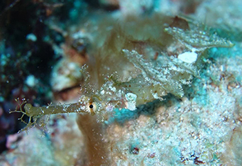 タツノオトシゴの仲間のタツウミヤッコ