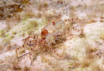 キンチャクガニ