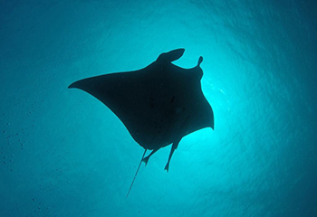 マンタに出会えるかも