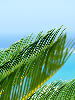 宮古島のダイビングショップ｜サンアイランド