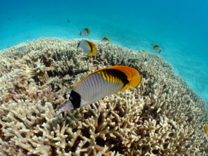 ニセフウライチョウチョウウオ