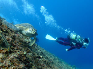 下地島ダイビング、カメ