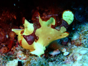 伊良部島、クマドリカエルアンコウ