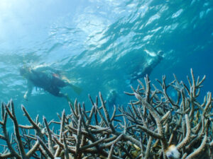 池間島、サンゴの森