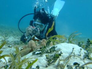宮古島　来間島　トウアカクマノミ