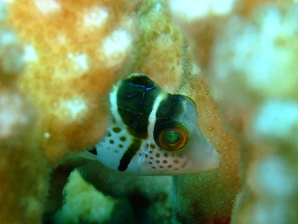 伊良部島、ダブルアーチ、ノコギリダイ幼魚