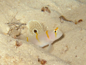 下地島、女王の部屋、ニチリンダテハゼ