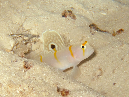 下地島、女王の部屋、ニチリンダテハゼ