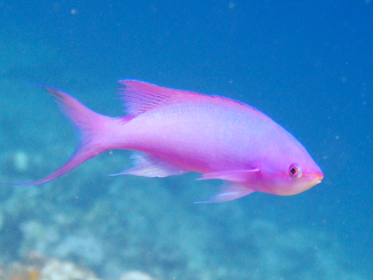 伊良部島、ツインホール、ハナゴイ