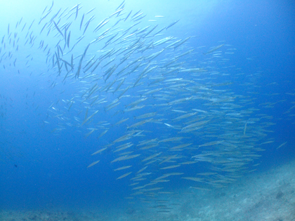 下地島、アントニオガウディ、ホソカマス