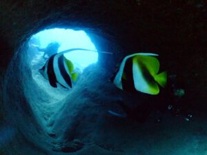 オニハタタテダイ