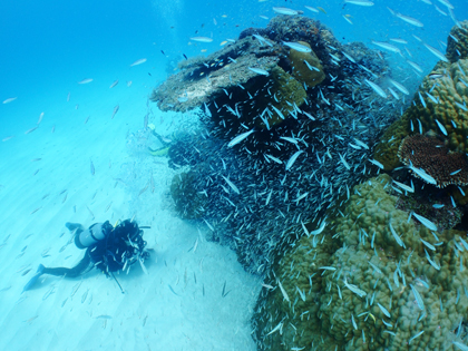 下地島、クリスタルパーク、スカシテンジクダイ