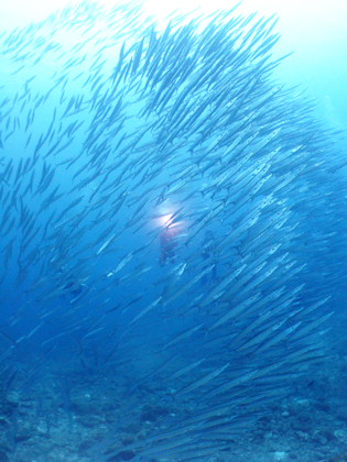 伊良部島、オーバーハングのホソカマス