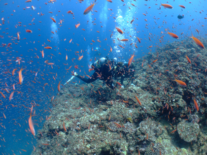 伊良部島、アカネハナゴイの乱舞