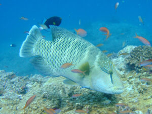 伊良部島、オーバーハングにいたナポレオン