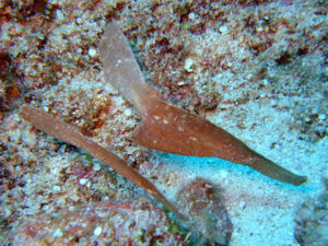 伊良部島、ハナダイの根のカミソリウオ