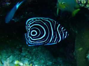 伊良部島、白鳥岬のタテジマキンチァクダイ幼魚