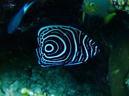 伊良部島、白鳥岬のタテジマキンチァクダイ幼魚