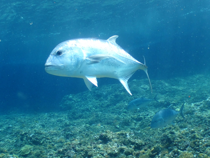 ドロップNO.1のロウニンアジ