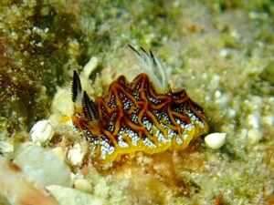 ホワイトロード、モザイクウミウシ