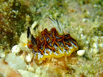 ホワイトロード、モザイクウミウシ