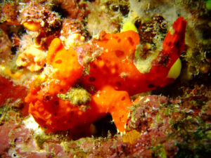 L字アーチ、カエルアンコウ