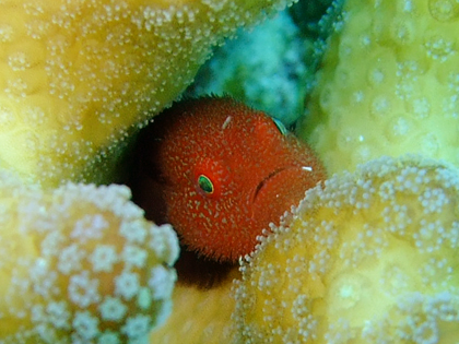 クリスタルパーク、ダルマハゼ