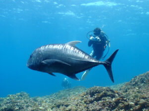 ロウニンアジ、ドロップNO.1