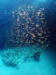 マリンレイク、ミナミハタンポ