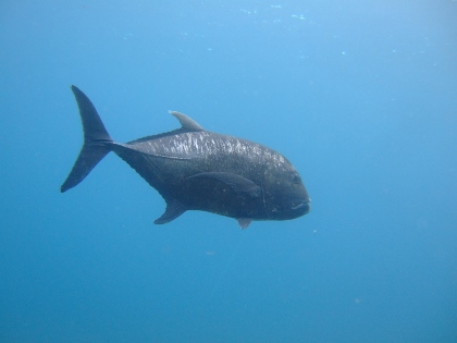 ロウニンアジ　下地島　ドロップNo,1