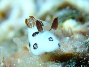 宮古島南岸ブチウミウシ