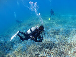 八重干潮、アカミジュキ