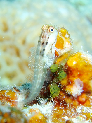 イシガキカエルウオ