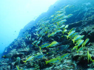 ヨスジフエダイ