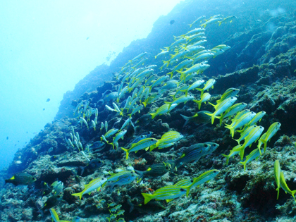 ヨスジフエダイ