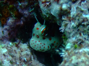 モンツキカエルウオ　ダイビング