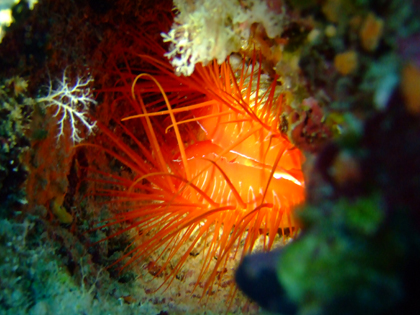 ウコンハネガイ　下地島