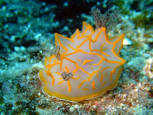 大きな　ウミウシ　キスジカンテン