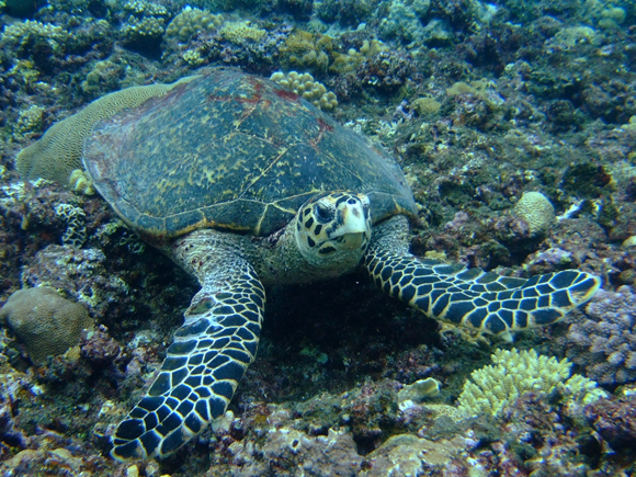 タイマイ(カメ)