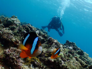 Tさんとクマノミ