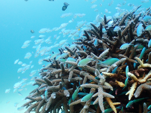 サンドガーデン